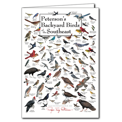 Birds of Southeast Greeting Cards Set of 6
